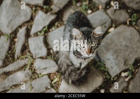 Draufsicht auf liebenswert flauschig grau tabby Katze sitzt auf dem Steinpflaster, Blick nach oben mit ihren großen grünen Augen Stockfoto