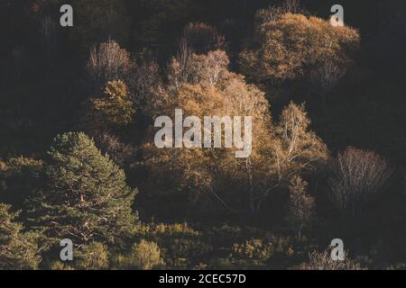 Landschaft mit Bäumen mit hellen Herbstfarben im weichen Licht der Sonne im Wald Stockfoto