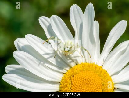 Krabbenspinne auf Blumenkopf in sonnigem Ambiente Stockfoto