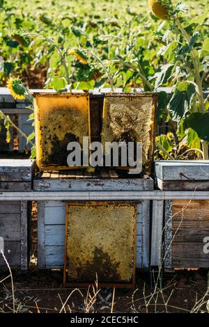 Honigbienenrahmen Stockfoto