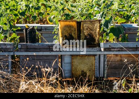 Honigbienenrahmen Stockfoto