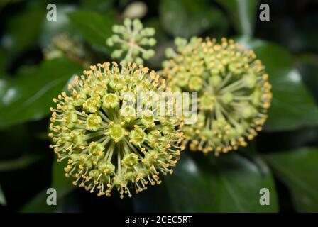 Efeublumen Stockfoto