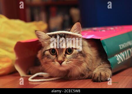 Gestreifte Katze gucket aus der Papiertüte Stockfoto