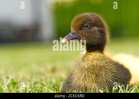 Kleine neugeborene Enten gehen auf dem Hinterhof auf grünem Gras. Gelb niedlichen Enten laufen auf Wiese Feld an sonnigen Tag. Stockfoto