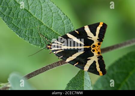 Jersey Tiger Motte - Euplagia quadripunctaria, schöne farbige Motte aus europäischen Wiesen und Wiesen, Zlin, Tschechische Republik. Stockfoto