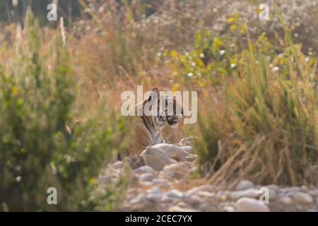 Erwachsene weibliche Tiger in hohen Gräsern entspannen, Jim Corbett National Park, Uttarakhand, Indien Stockfoto