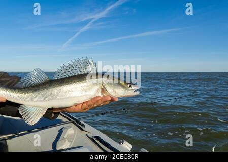 Fischer hält einen gefangenen Zander oder Zander in den Händen vor dem Hintergrund der Ostsee. Fishing Catch and Release Konzept. Zander über Freiheit. Stockfoto
