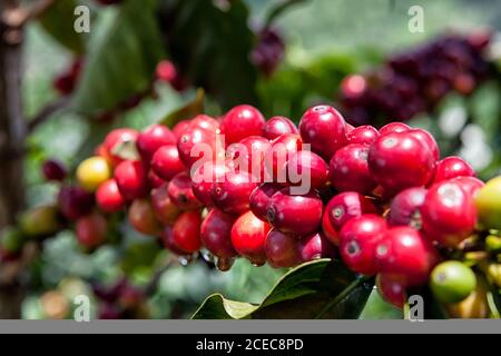 Frische rote reife Kaffeebeeren auf einem Zweig im Garten. Stockfoto