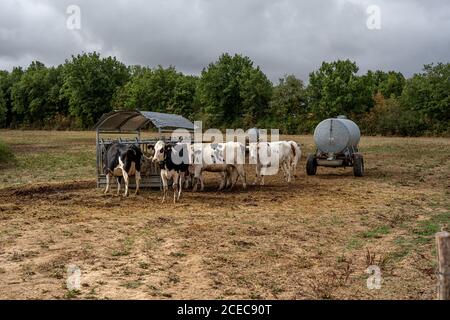 Kühe auf der Farm im Freien. Kühe, die im Stall Heu fressen. Baumkühe schauen in die Kamera. Stockfoto