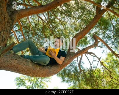 Ein Mann sitzt auf einem Tannenzweig und liest ein Buch. Sommer Erholung und Entspannung im Freien. Stockfoto