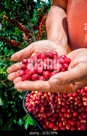 Frische rote reife Kaffeebeeren auf einem Zweig im Garten. Stockfoto