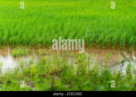 Paddy Fields oder Reisfelder in Mulshi , während des Monsuns 2020 erschossen , Pune, Maharashtra Stockfoto