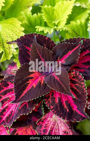 Die violetten und grünen Blätter eines Coleus Stockfoto