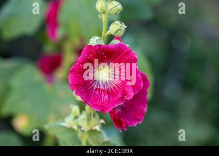 Malveblüten, eine krautige Pflanze mit haarigen Stielen, rosa oder roten Blüten und scheibenförmigen Früchten. Stockfoto