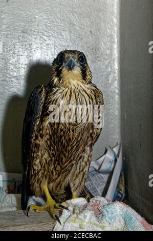 Peregrine (Falco peregrinus) Jugendlicher in Pflege im Wildlife-Rettungszentrum, mit Öl kontaminiert. Stockfoto