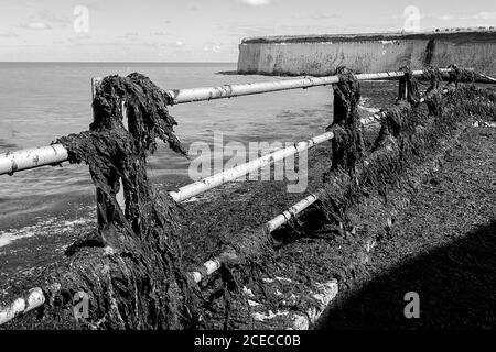 Geländer koveierten mit Seegras in Epple Bay Birchington Kent danach Sturm Francis August 2020 Stockfoto