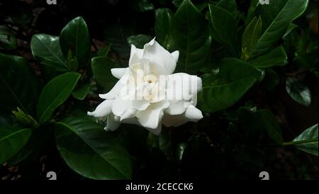 Eine elegante dunkelgrüne Hintergrund mit schönen weißen Gardenia Blume Stockfoto