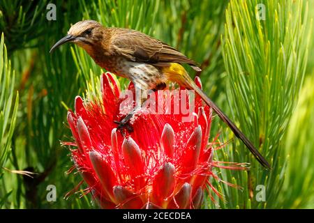 Ein weiblicher Kapsugarvogel, der sich tief in einem protea-Blütenkopf am Nektar ernährt. Die Männchen dieser Art haben sehr lange Schwänze. Stockfoto