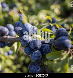 Schlehen Beere wächst auf dem Zweig . Prunus spinosa Pflanze in der Rosenfamilie Rosaceae Stockfoto