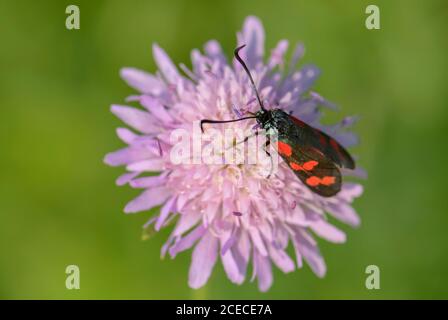 Sechs-Punkt-Burnett - Zygaena filipendulae, schöne spezielle Schmetterling aus europäischen Wiesen und Gärten, Zlin, Tschechische Republik. Stockfoto