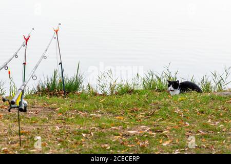 Lustige schwarz-weiße Katze sitzt am Ufer des Teiches in der Nähe Angelrute. Katze wartet auf Fischfang. Die Katze im Fokus Stockfoto