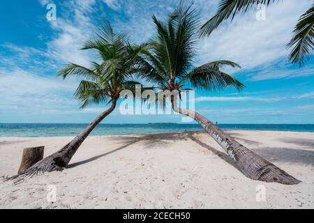 Malerischer Blick auf gebogene große tropische Bäume an der Sandküste in der Nähe von Meer und blauen Himmel in San Blas Inseln, Panama Stockfoto