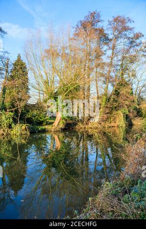 Das Flussufer des Flusses Wey mit Bäumen im Herbst colurs im Spätherbst / frühen Winter, in Pyrford, Surrey, Großbritannien Stockfoto