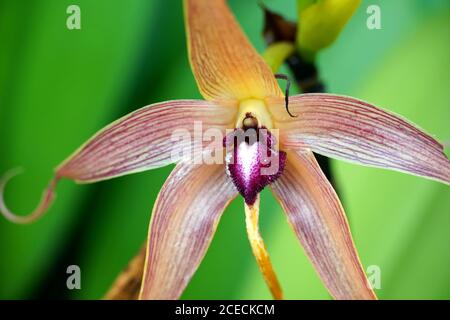 Schöne Bulbophyllum Echinolabium, Igel Orchidee isoliert Blume in Blüte Nahaufnahme. Stockfoto