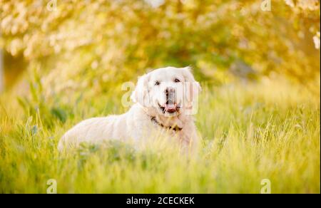 Aktiv, Lächeln und fröhlicher pürebrter Labrador Retriever Hund im Freien im Graspark am sonnigen Sommertag Stockfoto