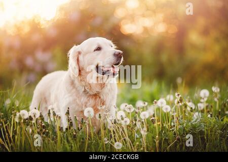 Aktiv, Lächeln und fröhlicher pürebrter Labrador Retriever Hund im Freien im Graspark am sonnigen Sommertag Stockfoto