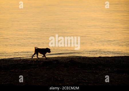 Ein kleiner Hund, der am Strand läuft, hinten beleuchtet von der frühen Morgensonne Stockfoto