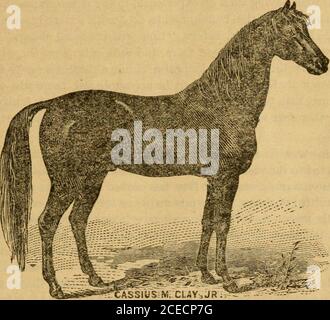 . Eine Abhandlung über das Pferd und seine Krankheiten. nty Minuten auf einmal; wiederholen Sie dreimal am Tag. Tragen Sie eine starke Senfpaste auf die Kehle auf, und legen Sie ein Warmpoultice über die Paste. Füttern Sie warme Maschen und gekochtes Gemüse; halten Sie den Stall angenehm warm und die Luft rein. Geben Sie die followiog Pow-ders einmal pro Tag : pulverisierte peruanische Rinde, 2 Unzen ; pulverisierte Enzian, 1 Unze; pulverisierte copperas, ich Unze. Mischen und in acht Pulver teilen. Einzelheiten und andere Behandlungen finden Sie auf Seite 13. Soor. Nehmen Sie weißes Vitriol, 2 Unzen; weiches Wasser, 8 Unzen. Mischen, und gelten auf die kranke Oberfläche, nach dem zerlumpten p Stockfoto