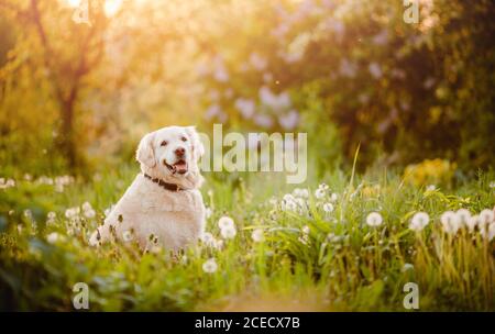 Aktiv, Lächeln und fröhlicher pürebrter Labrador Retriever Hund im Freien im Graspark am sonnigen Sommertag Stockfoto