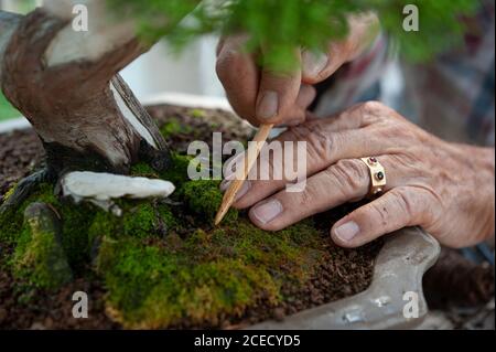 Bonsai-Künstler kümmert sich um seine Pflanze, indem Moos in den Topf, am Fuße des Baumes. Stockfoto