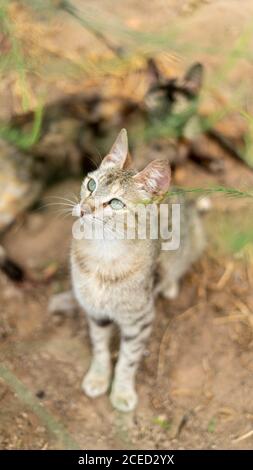 Vertikale Aufnahme einer niedlichen Aegean Katze Stockfoto