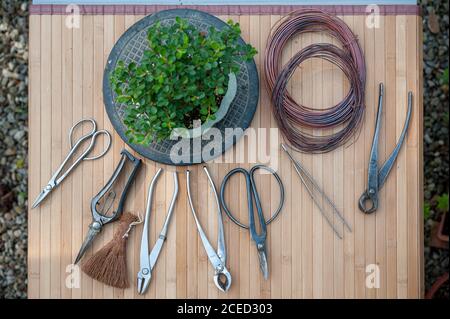 Professionelle Bonsai-Werkzeuge (Scheren, Fräser, Trimmen, Coir-Bürste, Draht) auf einer Werkbank. Cotoneaster auf einem Plattenspieler. Stockfoto