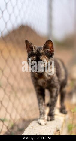 Vertikale Aufnahme einer Katze Stockfoto