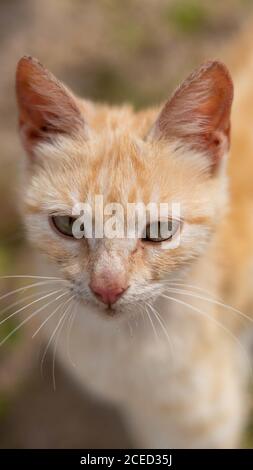 Vertikale Aufnahme einer Katze Stockfoto