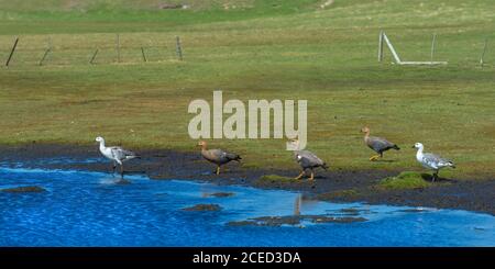 Gruppe von Upland Geese (Chloephaga picta) in der Nähe eines Teiches, Grave Cove, West Falkland Island, Falkland Islands, British Overseas Territory Stockfoto