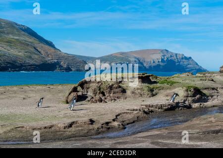 Gentoo-Pinguine (Pygoscelis papua) überqueren einen Bach, Grave Cove, West Falkland Island, Falkland Islands, British Overseas Territory Stockfoto