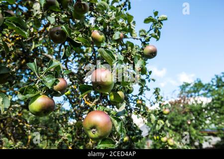 Apfelbaum mit Früchten in den französischen Alpen Stockfoto