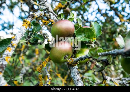 Apfelbaum mit Früchten in den französischen Alpen Stockfoto