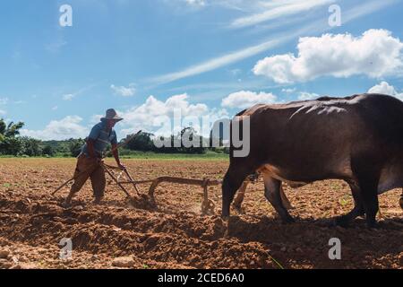 Mann, der Land mit Pflug und Ochsen auf einem Bauernhof in der Nähe von Hügeln anbaut Stockfoto