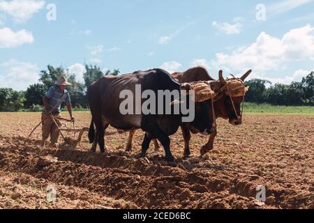 Mann, der Land mit Pflug und Ochsen auf einem Bauernhof in der Nähe von Hügeln anbaut Stockfoto