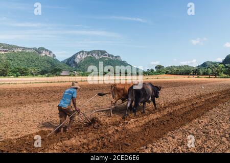 Mann, der Land mit Pflug und Ochsen auf einem Bauernhof in der Nähe von Hügeln anbaut Stockfoto