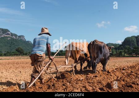 Mann, der Land mit Pflug und Ochsen auf einem Bauernhof in der Nähe von Hügeln anbaut Stockfoto