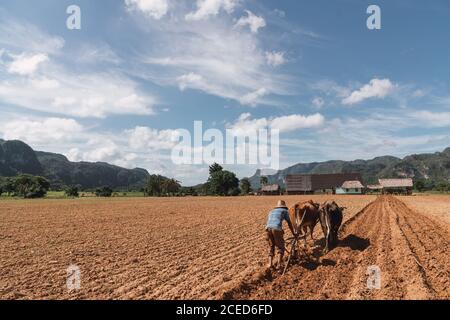 Mann, der Land mit Pflug und Ochsen auf dem Bauernhof bewirtschaftet Stockfoto