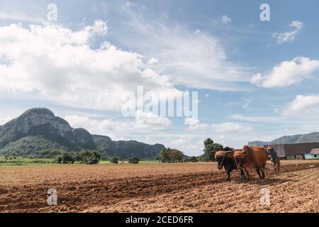 Mann, der Land mit Pflug und Ochsen auf dem Bauernhof bewirtschaftet Stockfoto