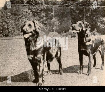 . Raymond, oder Leben und Tod : mit Beispielen für die Beweise für das Überleben der Erinnerung und Zuneigung nach dem Tod. ied seinen Balancing-Trick wieder, manchmal mit Suc-cess, aber oft nicht das Bein richtig zu bekommen. Aber er tat es wieder am Ende. Wir versuchten, gute Nacht zu sagen, es war die letzte Nacht, aber er schien nicht zu gehen wollen. Wir sagten au revoir und sagten ihm, dass wir ihn bald wieder sehen würden. III EPISODE VON MR. JACKSON EIN auffälliger Vorfall wird in einer meiner Feda-Sittings berichtet – die am 3. März 1916 – kurz nach dem Tod unseres Pfauens, der unter dem komischen Namen Mr. Jack-Sohn, dessen Frauen, ging Stockfoto