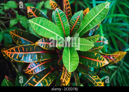 Nahaufnahme einer üppigen tropischen Pflanze mit farbenfrohen grünen und orangefarbenen Blättern, die im Yanoda Rainforest in China wachsen Stockfoto